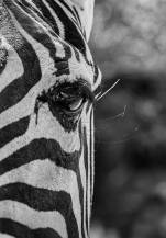 Obrázek k výrobku 8941 - ZEBRA - 35x50cm